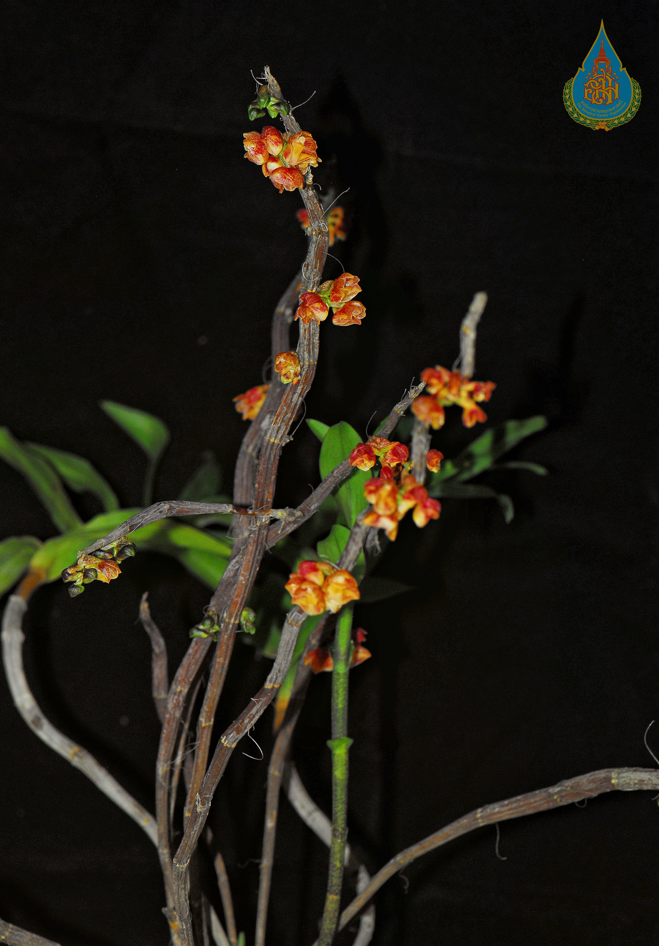 เอื้องเข็ม Dendrobium dantaniense Guillaumin<br/>ORCHIDACEAE